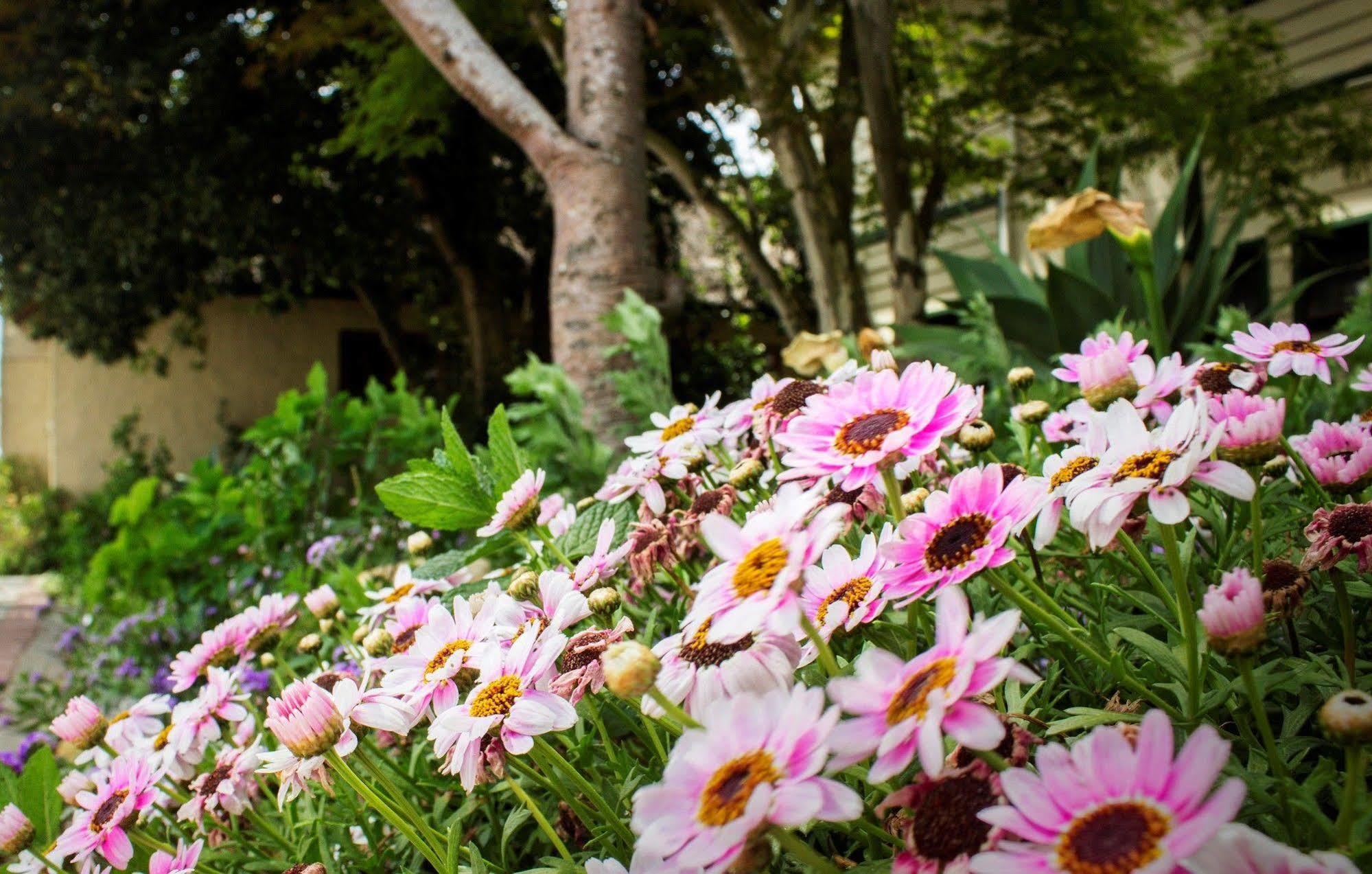 Victoria And Alfred Guest House Port Elizabeth Zewnętrze zdjęcie